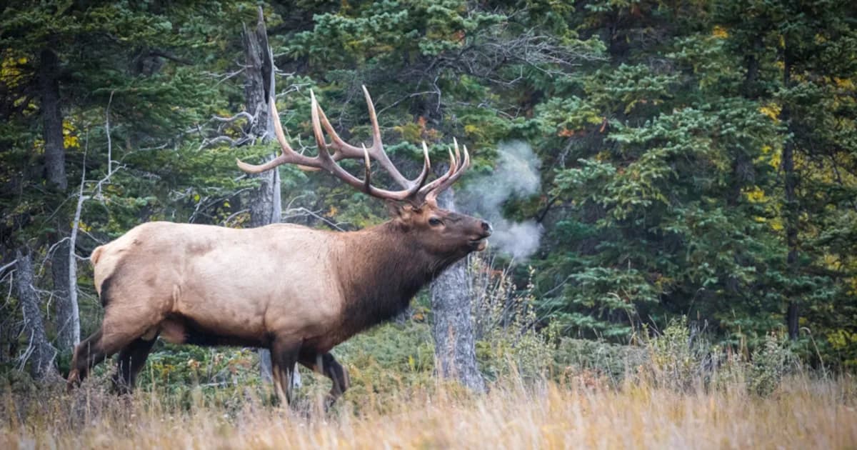 Los alces, protagonistas de agresiones en parques nacionales canadienses