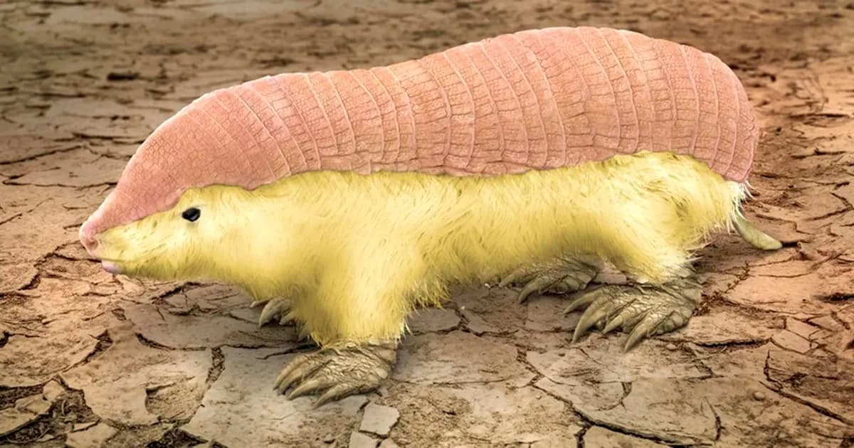 El pichiciego menor, un tesoro de la biodiversidad, vuelve a ser avistado en Mendoza