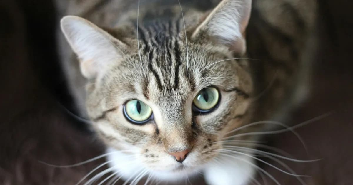 Alerta sanitaria en Uruguay por hongo que se transmite de gatos a humanos