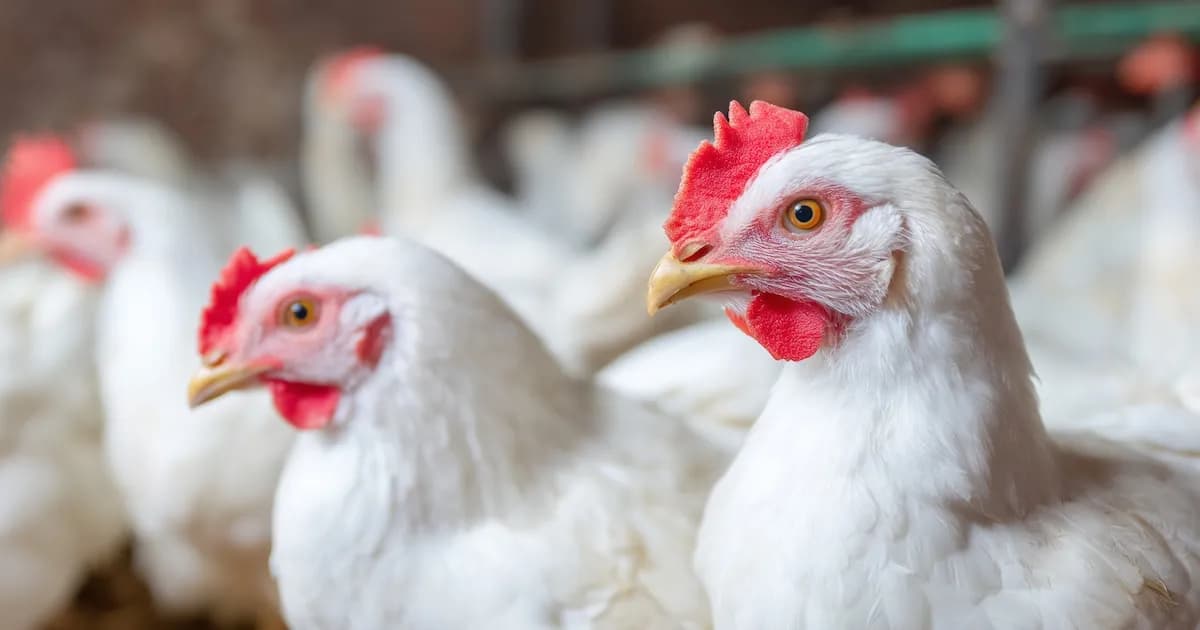 Alerta en el AMBA por nuevos casos de influenza aviar: el Ministerio de Salud intensifica controles
