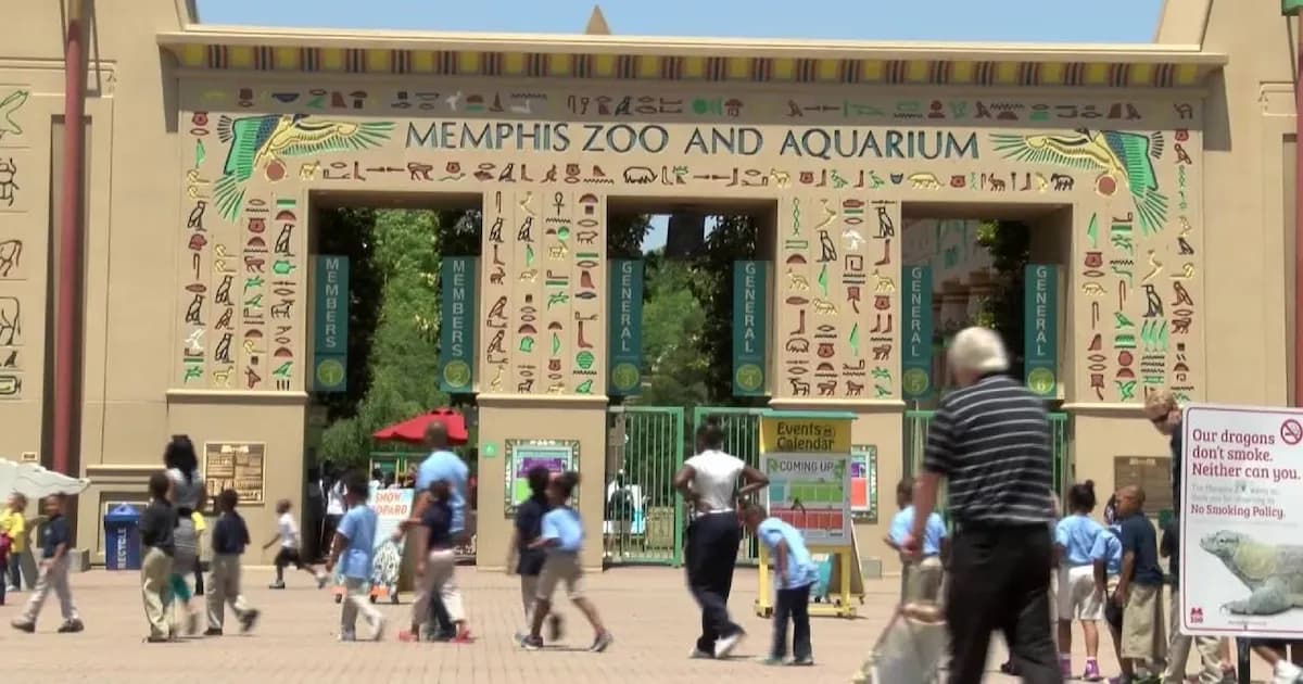 Zoológico de Memphis cierra sección de monos tras incidente con vidrio de seguridad