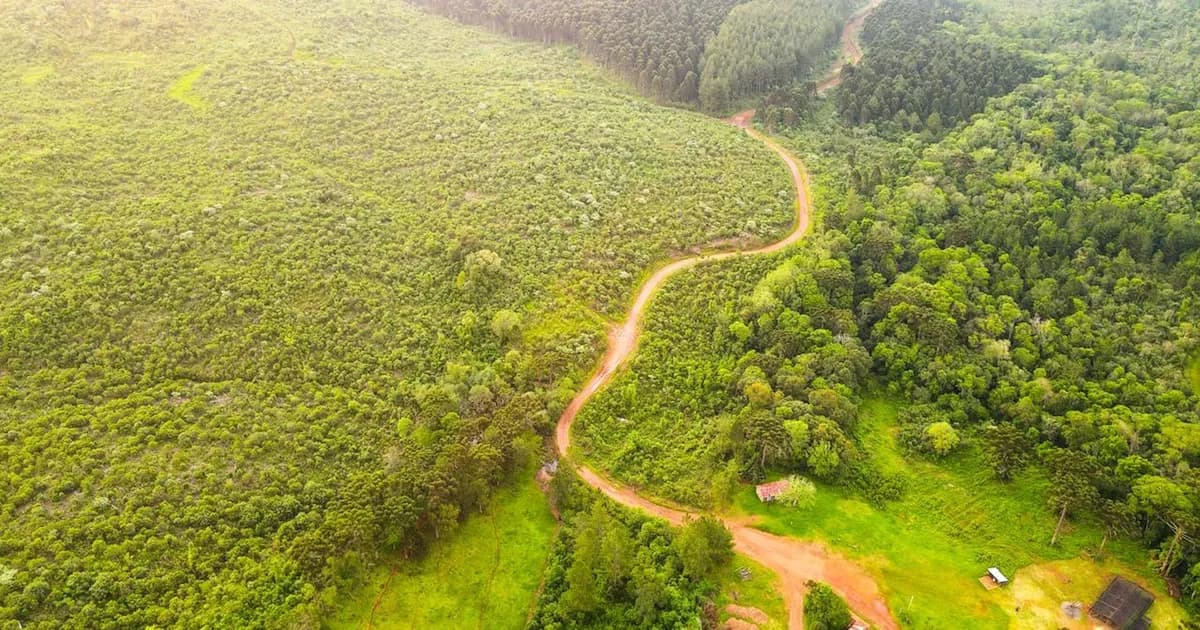 El modelo verde que impulsa la restauración de bosques y genera oportunidades en Argentina