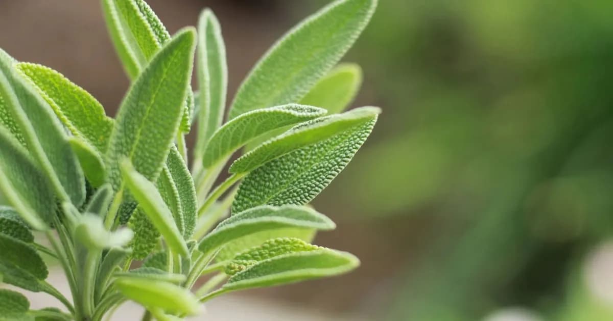 La salvia: un aliado natural para aliviar los sofocos de la menopausia