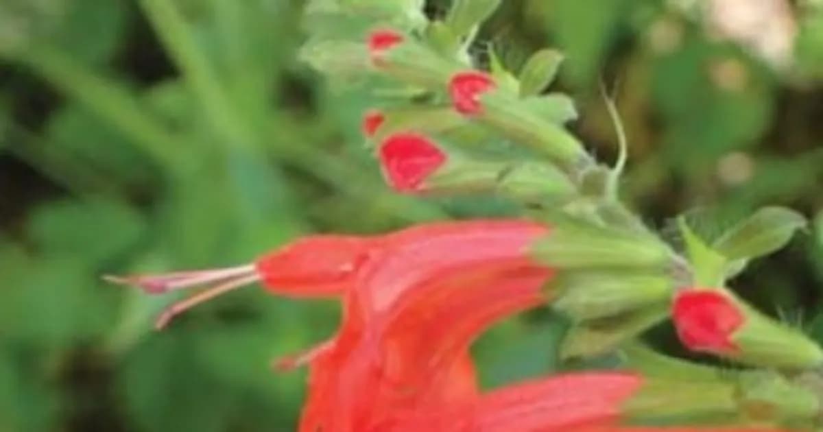 Descubre los usos y beneficios del Mirto en la medicina tradicional