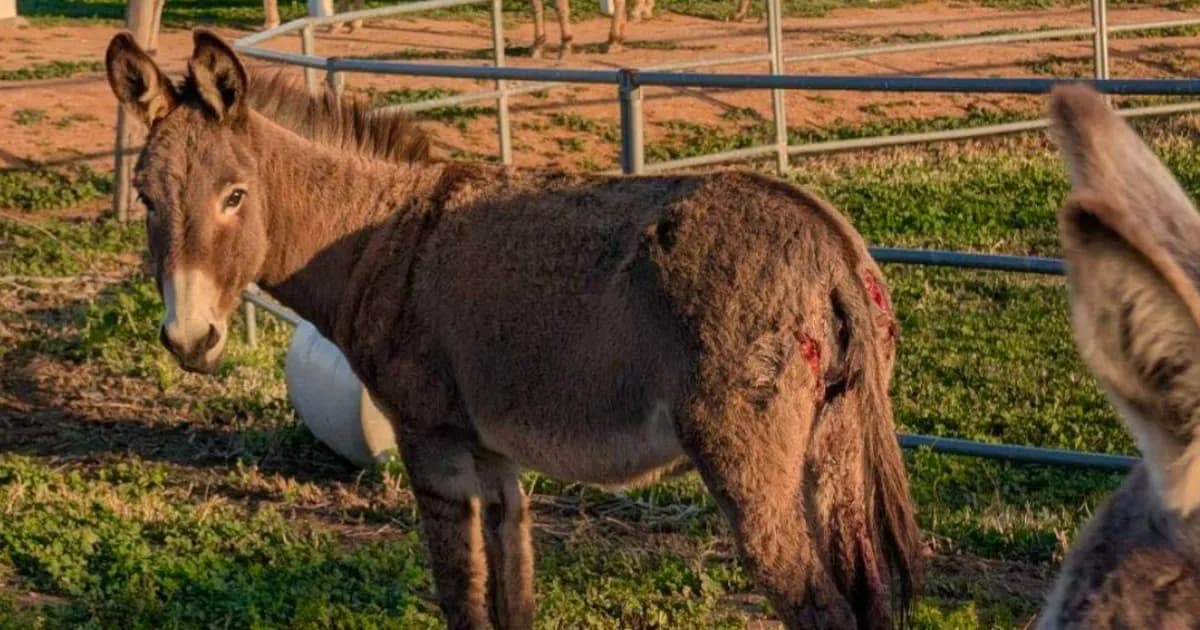 Misteriosas mutilaciones de burros en California generan preocupación y movilizan a las autoridades
