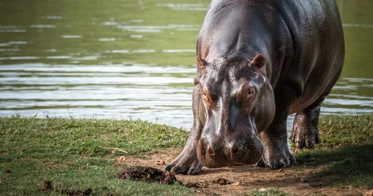 Crecimiento descontrolado de hipopótamos en Colombia: el Gobierno no actúa