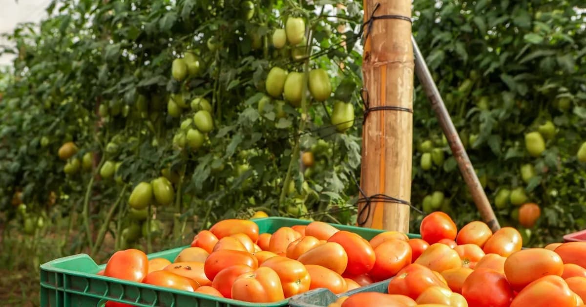 El Salvador destina $2.3 millones en maquinaria para mejorar logística agrícola