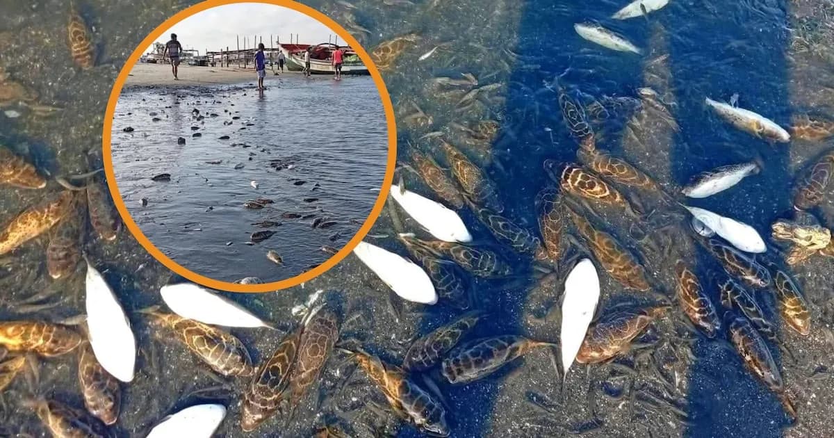 Crisis ambiental en Piura: miles de peces muertos en playa de Sechura generan preocupación