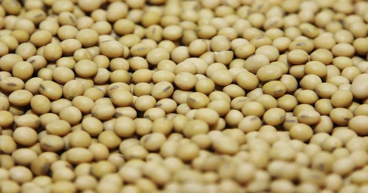 Milei impulsa la modernización de la Ley de Semillas y genera reacciones en el agro