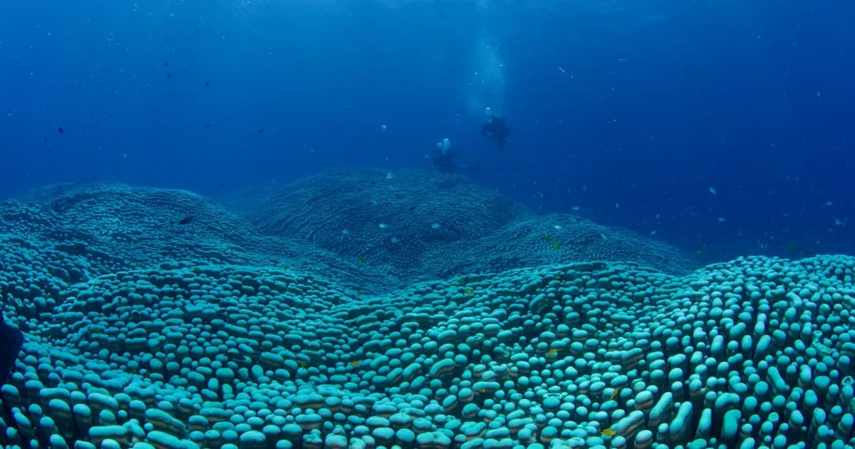 Descubren la colonia de coral más extensa en la Gran Barrera de Coral, Australia