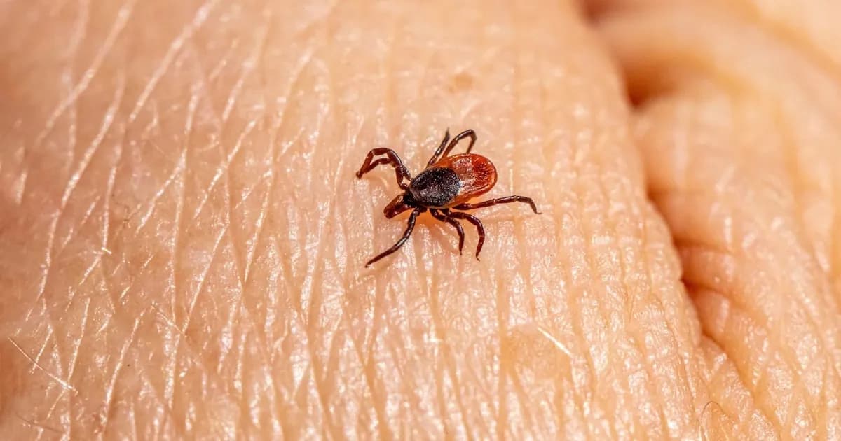 Descubren que la saliva de garrapatas podría ser clave en el tratamiento de ciertos cánceres