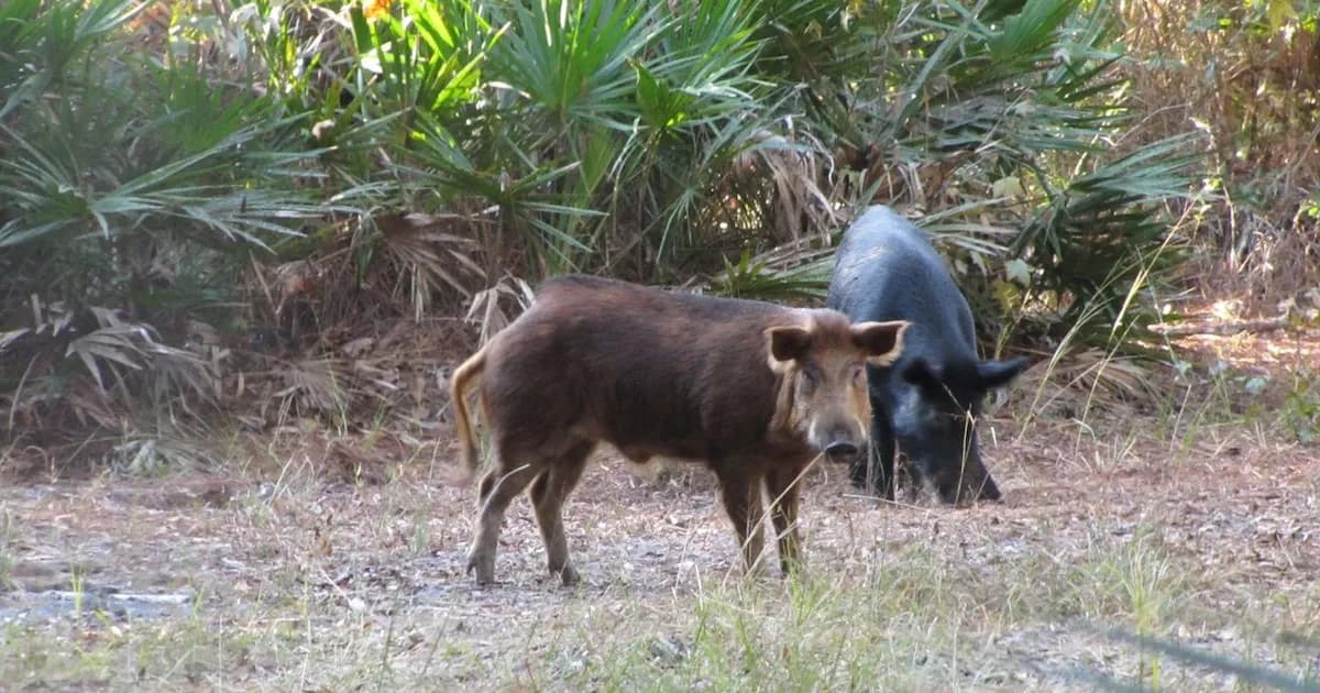 Un jabalí escurridizo desafía a cazadores en España: 75 disparos sin éxito