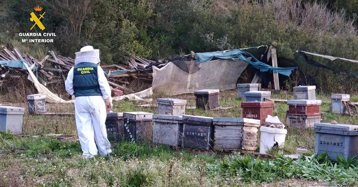 Detenido por el robo de 112 colmenas de abejas en Valencia, valoradas en 10.000 euros