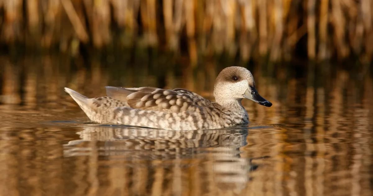 Récord de cercetas pardillas: aumento en la población de hembras y crías en peligro crítico