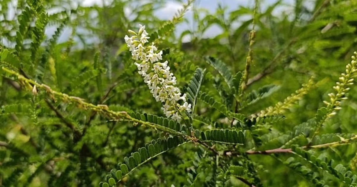 Palo dulce: el diurético natural que favorece la salud renal