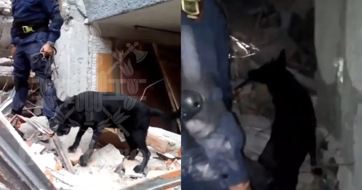 Togo, el perro rescatista que ayuda en la búsqueda tras el colapso en San Antonio Abad