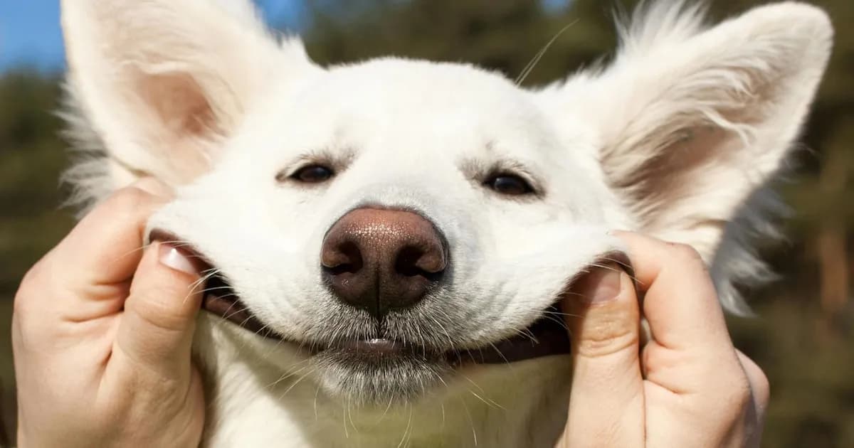 La sonrisa: un gesto con significados diversos según la cultura