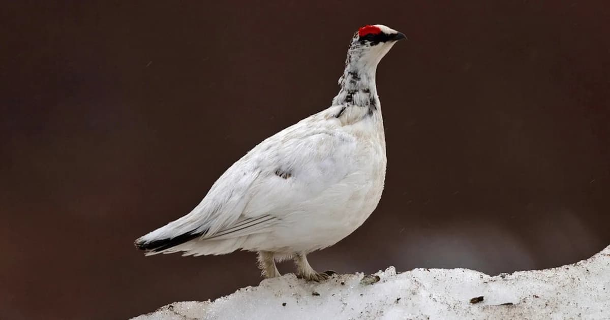 Francia prohíbe la caza de la perdiz nival por cinco años ante su preocupante disminución