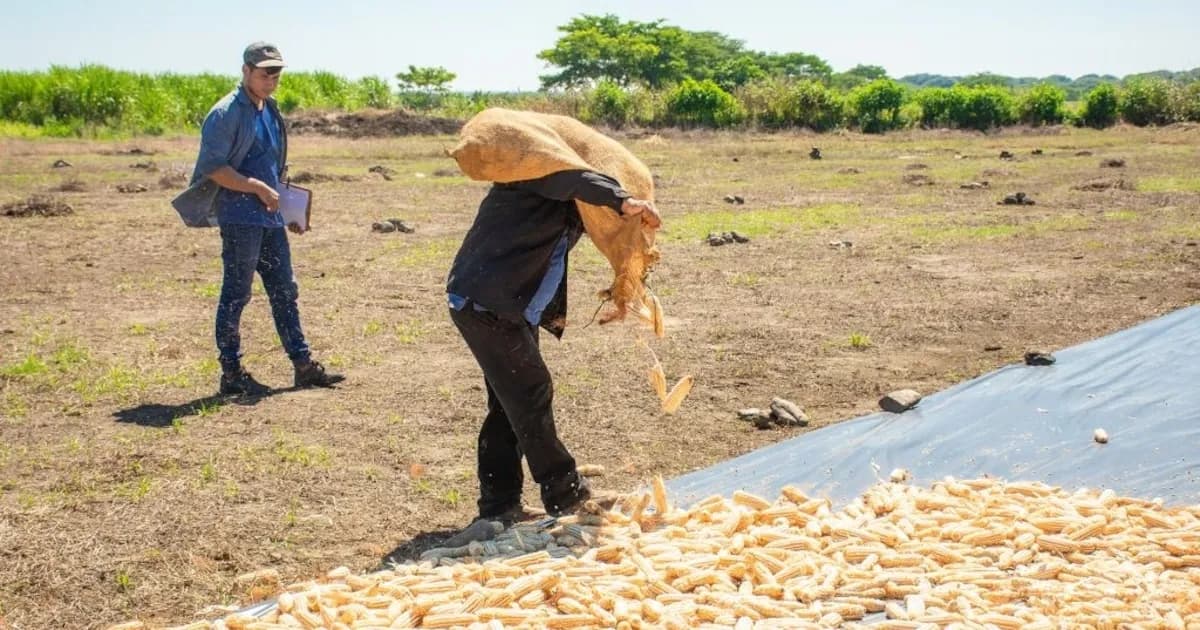 Gobierno de El Salvador asegura que no hay escasez de maíz blanco y defiende la producción local