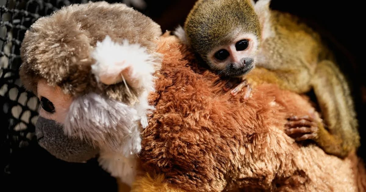 Punch, el monito fraile rescatado, avanza en su recuperación en Villa El Salvador