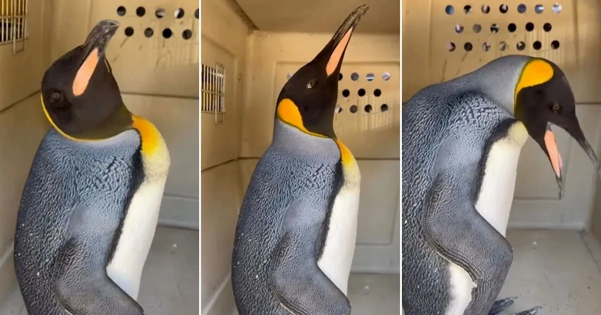 Rescatan a un pingüino rey en las costas del Río de la Plata