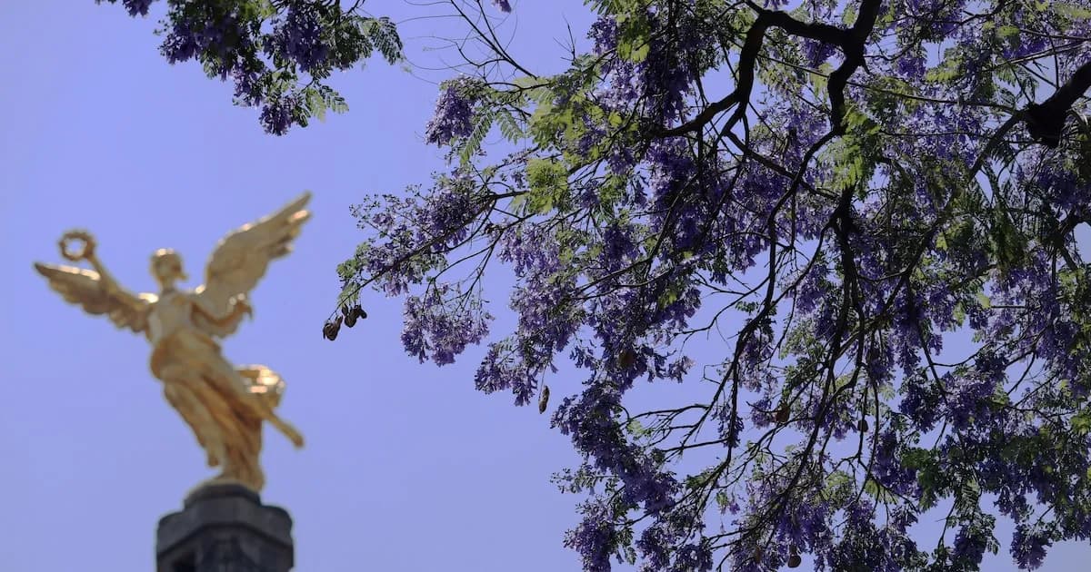Jacarandas: el emblema primaveral de la Ciudad de México que atrae turistas