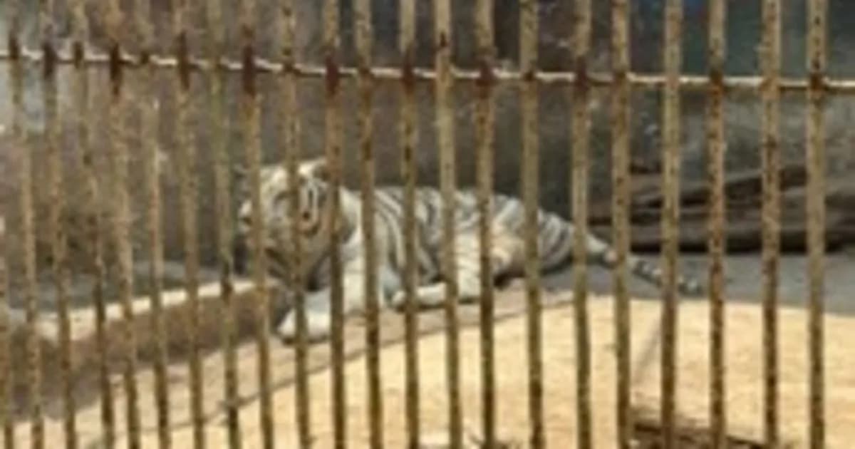 Seis detenidos por robo en un zoológico clandestino con animales exóticos