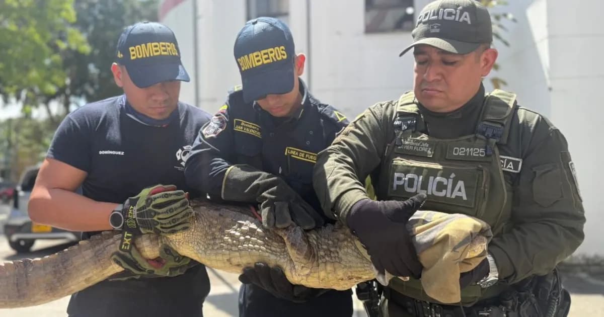 Bomberos de Bucaramanga salvan a un caimán de dos metros en una operación de emergencia