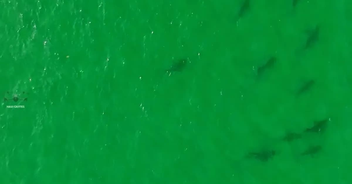 Avistamiento inusual: más de 100 tiburones bacota en Río Negro