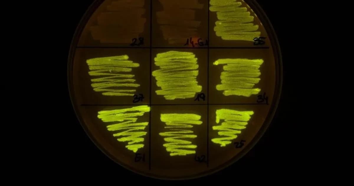 Científicos logran ‘domesticar’ bacteria clave para controlar patógenos vegetales