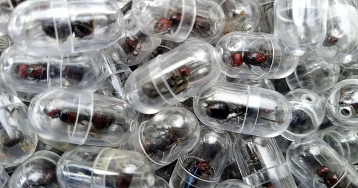 Detenido en Kenia un ciudadano chino por contrabando de más de 2.200 hormigas reinas