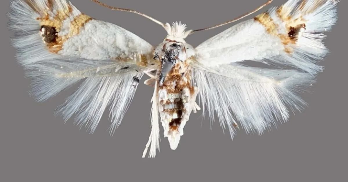 Alerta en el Alto Valle: polilla del álamo preocupa a productores frutales