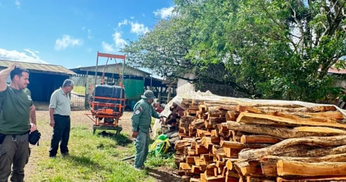 Operativo en Costa Rica desmantela red de tala ilegal y detiene a cuatro sospechosos