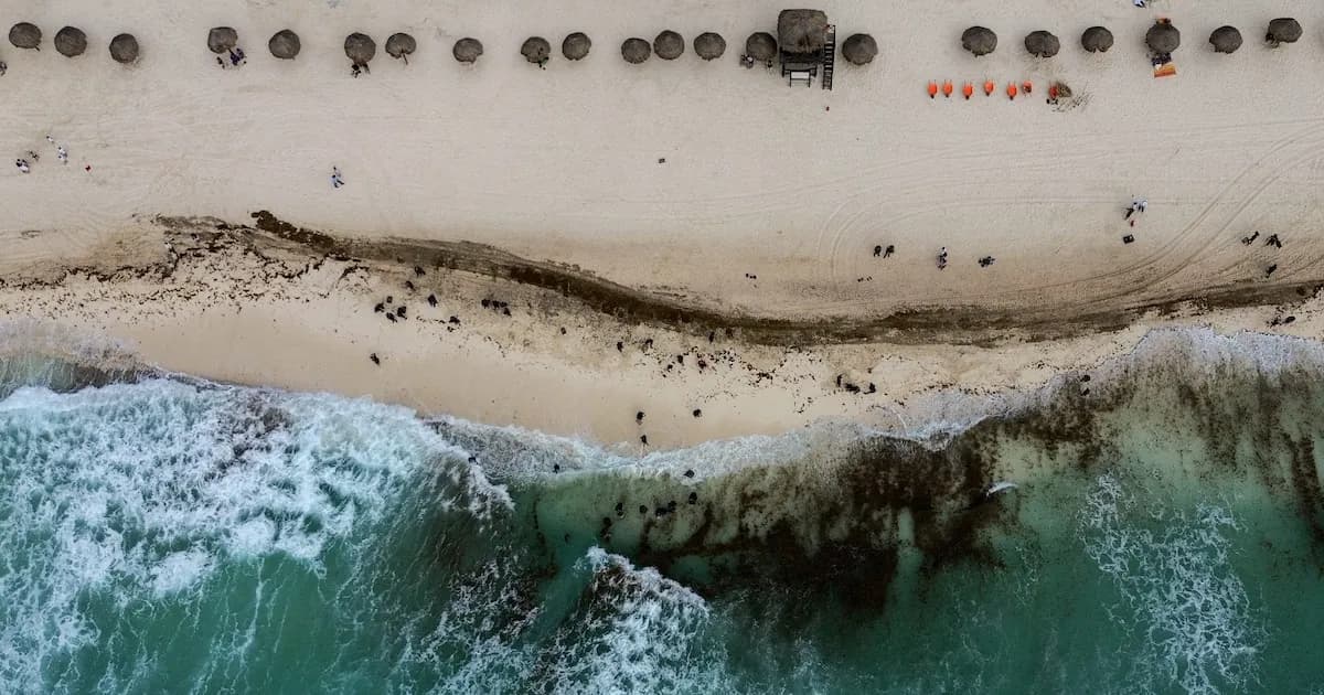 El sargazo llega antes de lo previsto a las playas de Quintana Roo