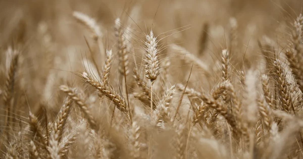 Tensiones en Medio Oriente: Impacto limitado en precios de trigo y pan en Argentina