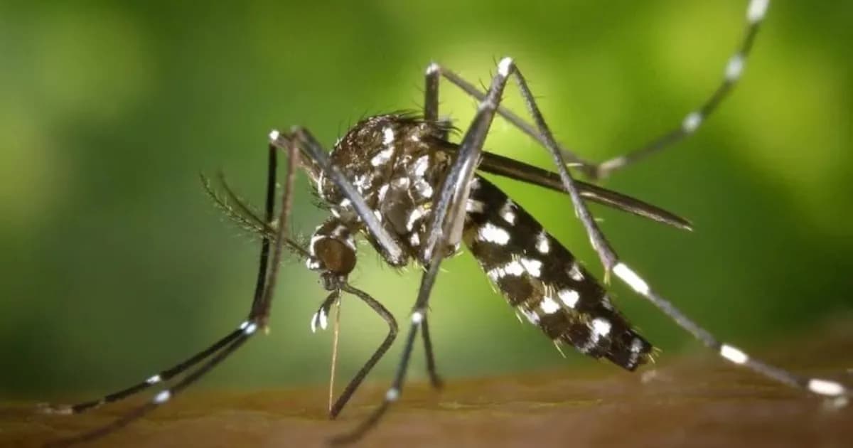 Córdoba capital reporta su primer caso autóctono de dengue