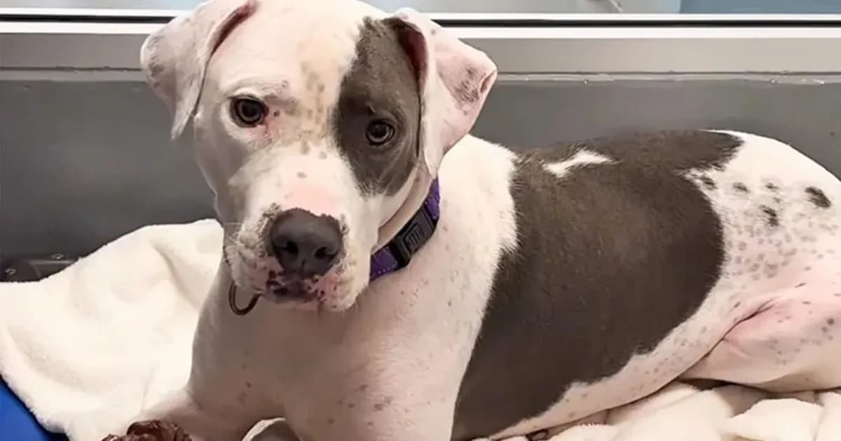 Chase, el perro con epilepsia, encuentra hogar tras 700 días en refugio de Florida