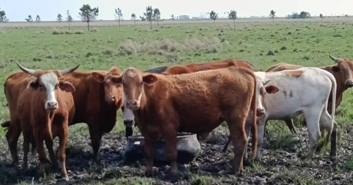 Bovino Criollo: una raza en auge en la ganadería argentina