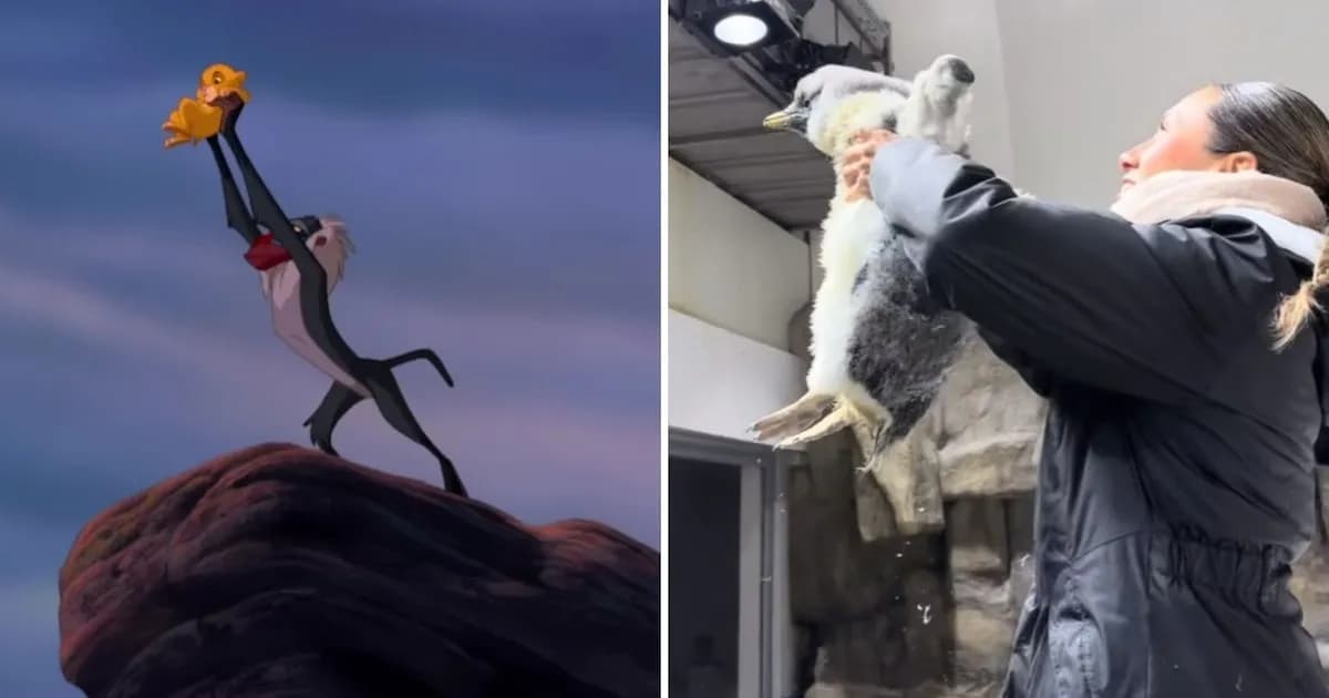 Un pingüino a lo 'El Rey León' se roba el show en el Zoológico de Guadalajara