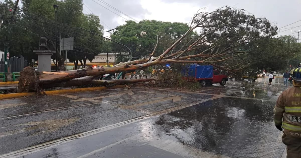 Fuertes vientos causan caída de árbol y daños a vehículos en Miguel Hidalgo