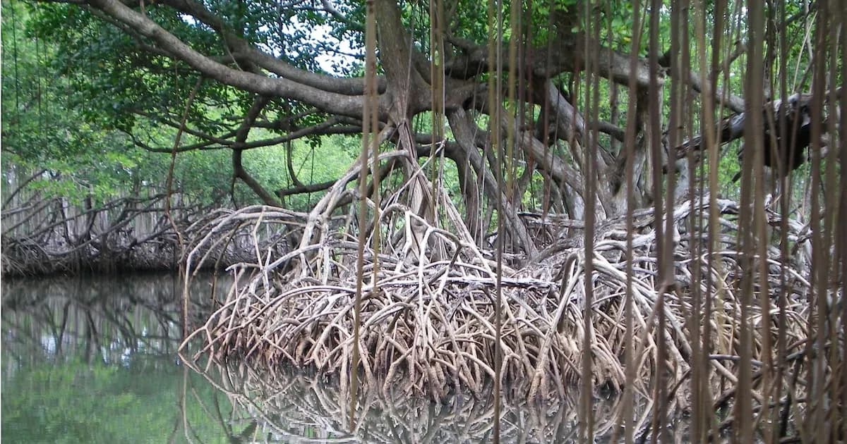 República Dominicana lanza iniciativa para proteger sus ecosistemas marinos