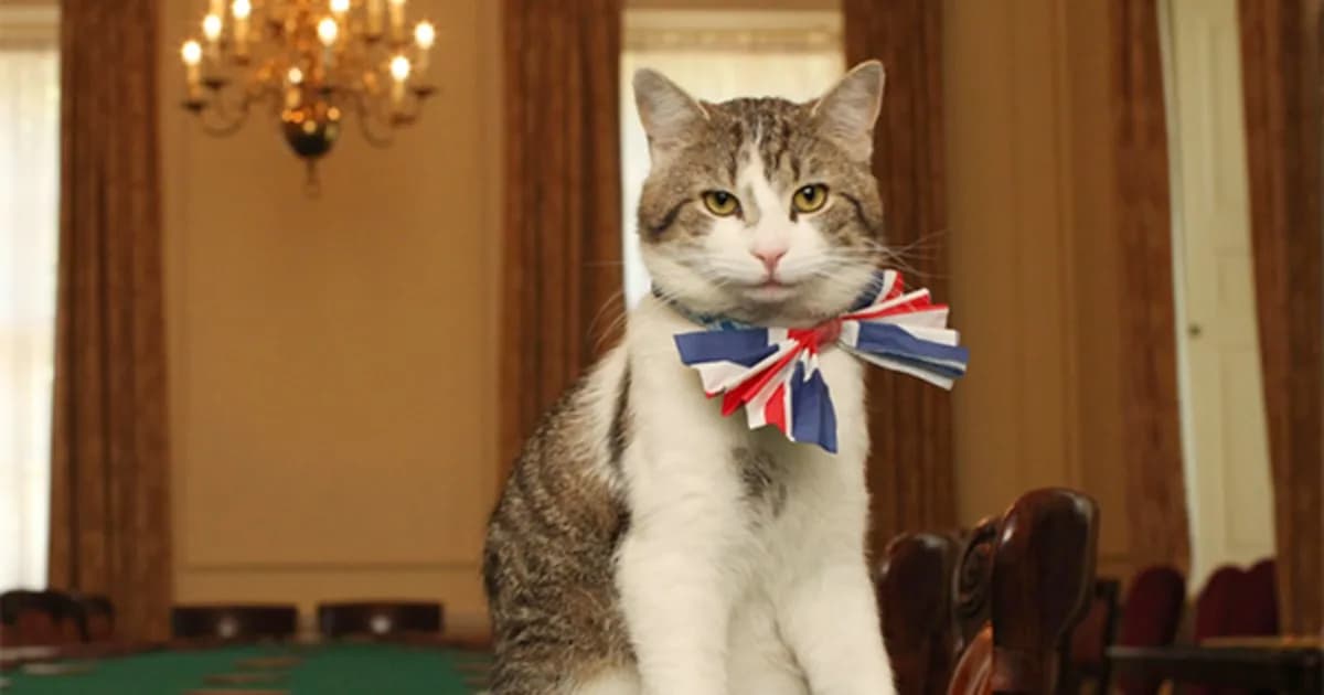 Larry, el gato de Downing Street que conquista el mundo en su Día Internacional