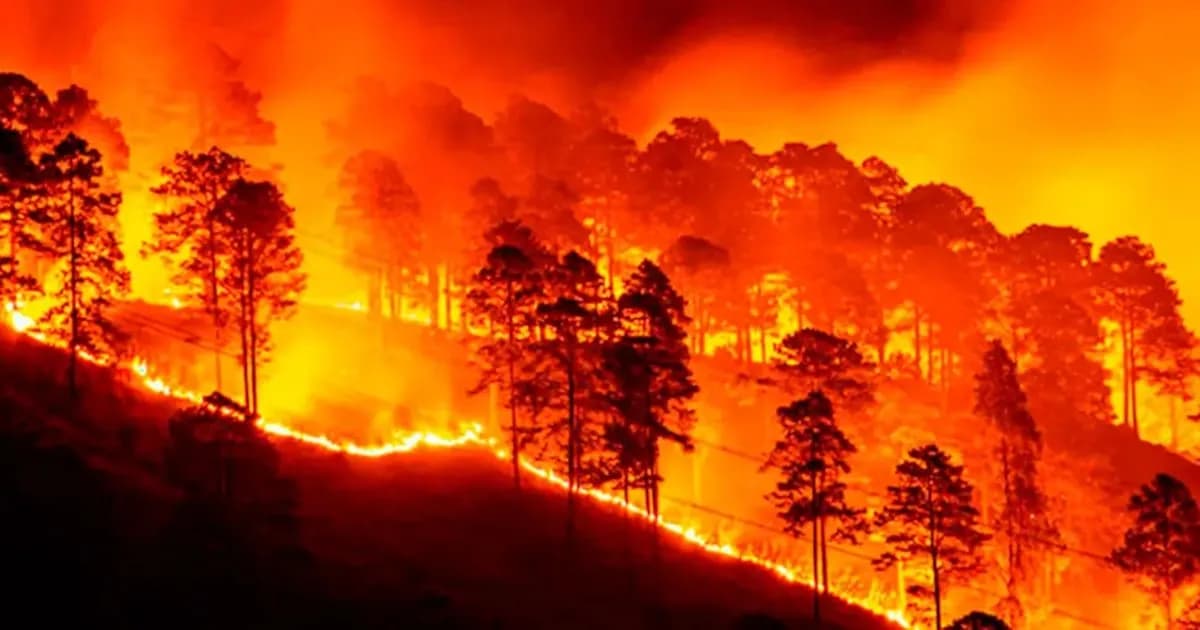 Incendio devasta 100 hectáreas de pino en la reserva de La Yeguada, Panamá