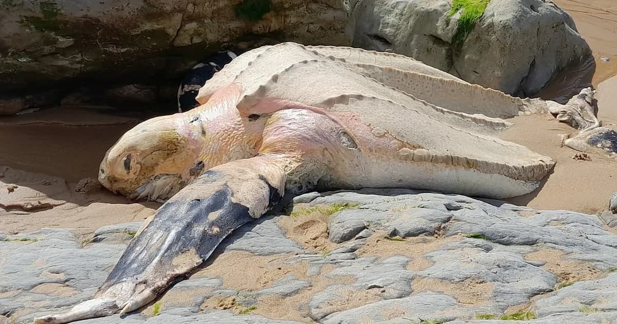 Encuentran en Cantabria una tortuga laúd, la especie marina más grande y en peligro de extinción