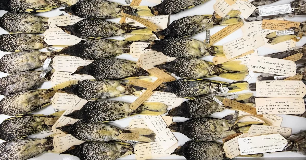 Recuperan el canto de un ave en peligro de extinción en Australia