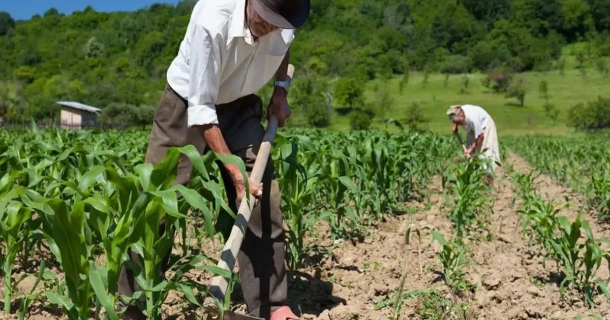 Pequeños agricultores reciben más de S/ 141 millones en créditos en 2023