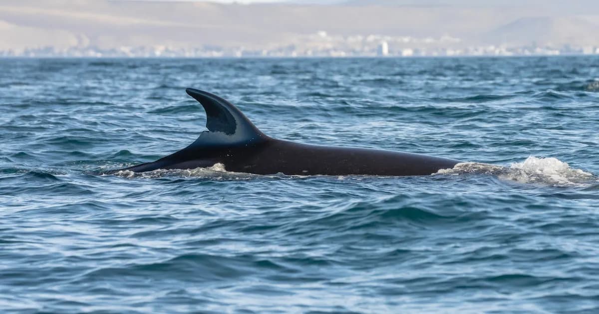Regreso sorprendente de la ballena sei a Comodoro Rivadavia tras casi 100 años