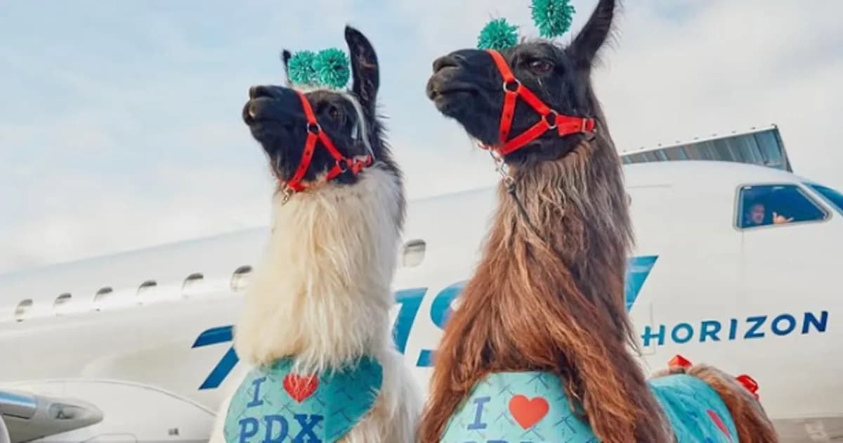 Llamas de terapia en el aeropuerto de Portland: un alivio emocional para los viajeros