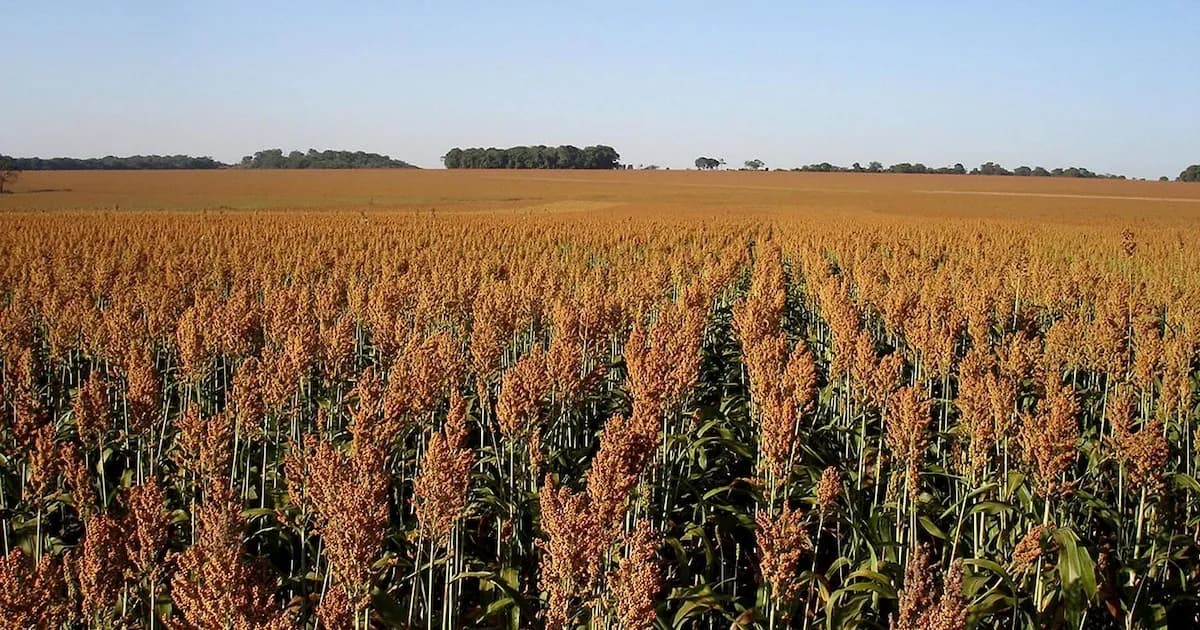 El sorgo se posiciona como clave en la ganadería de Misiones ante desafíos climáticos