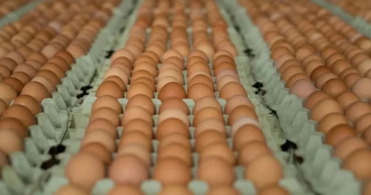 El Gobierno de Cundinamarca adquirirá más de 4 millones de huevos: cómo pueden participar los avicultores